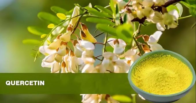 Extracto de plantas Quercetina en polvo 98% Sophora Japonica Extracto CAS 117-39-5 0
